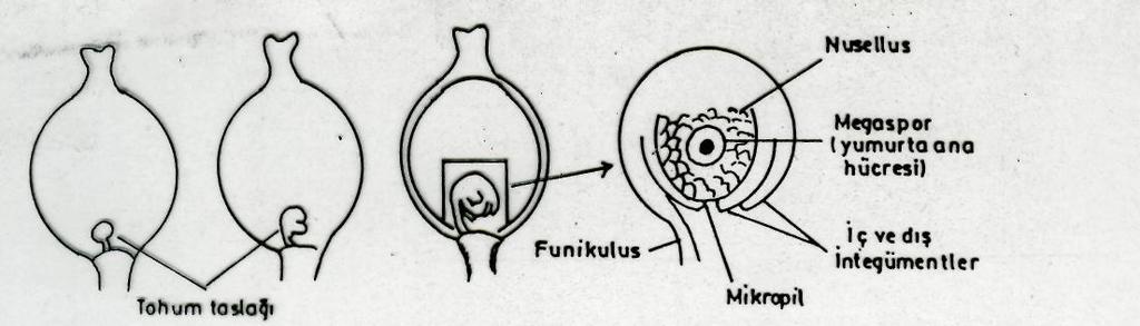 Dişi Gamet Oluşumu (Megasporogenesis - Macrosporogenesis) Tohumlu bitkilerin çoğalmasında rol oynayan ikinci gamet macrogamet'tir.