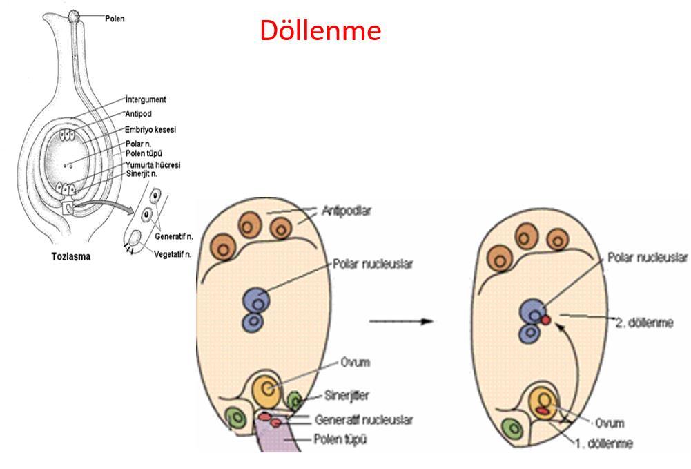 Protoandry ve Protogeny özelliğini gösteren bitkiler kendine tozlanamadığı için yabancı tozlanma gösterir.