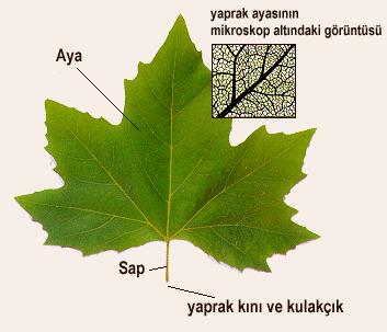 Görevleri ısı ve su dönüşümünü sağlamak ve CO2'i atmosferden temin etmektir.