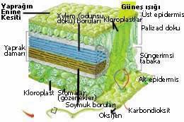 Dış ortamdaki değişiklikler gözeneklerin hareketlerini belirleyen etkenlerdir. Yeşil bitkilerde fotosentez işlemini yapan, bitki hücrelerinde bulunan kloroplast adı verilen organellerdir.