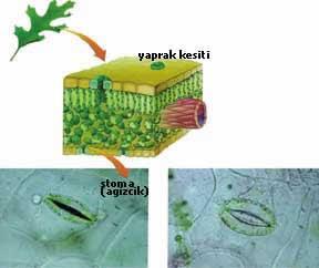 Çok aşamalı olarak gerçekleşen ve bazı aşamaları henüz çözülememiş olan fotosentez işlemi bu mikroskobik fabrikalarda, büyük bir hızda gerçekleşmektedir.