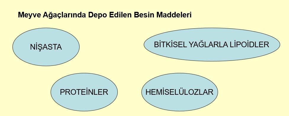 ederler. Meyve ağaçlarında yedek besin maddelerinin en büyük yoğunlukla toplandıkları yerler; tomurcuklar ve bunlara yakın olan boğumlar, dal yastıkları, ana dallar, gövde ve köklerdir.