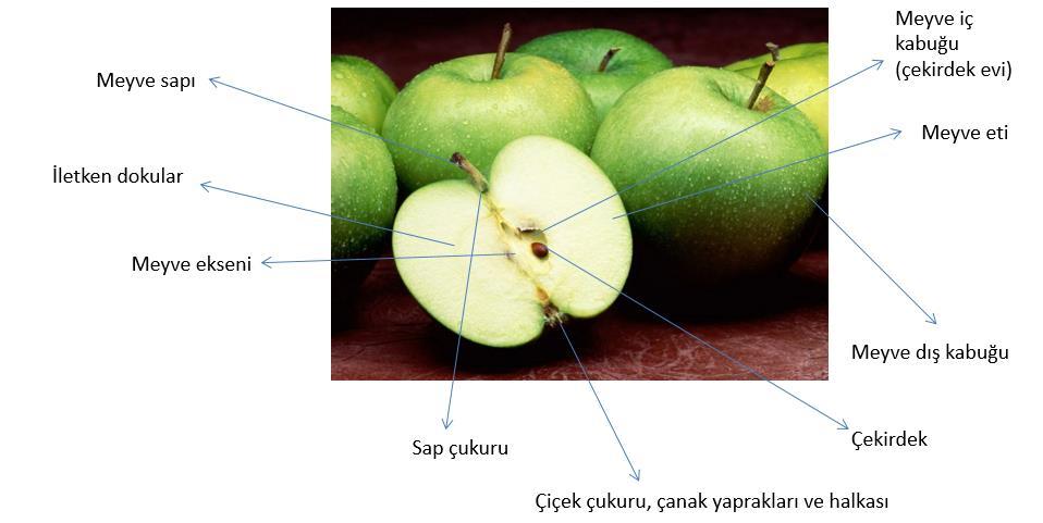 b) Sert çekirdekli meyve türleri ve