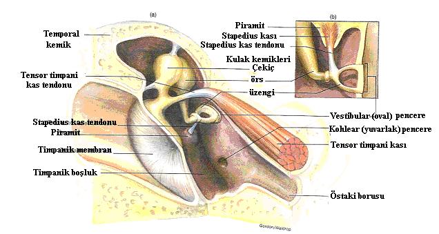 10 DıĢ kulak, kulak kepçesi ve dıģ kulak yolu olmak üzere iki kısımdan oluģmuģtur. Kulak kepçesi kulağın deri ile kaplı kıkırdakla desteklenen kısmıdır.