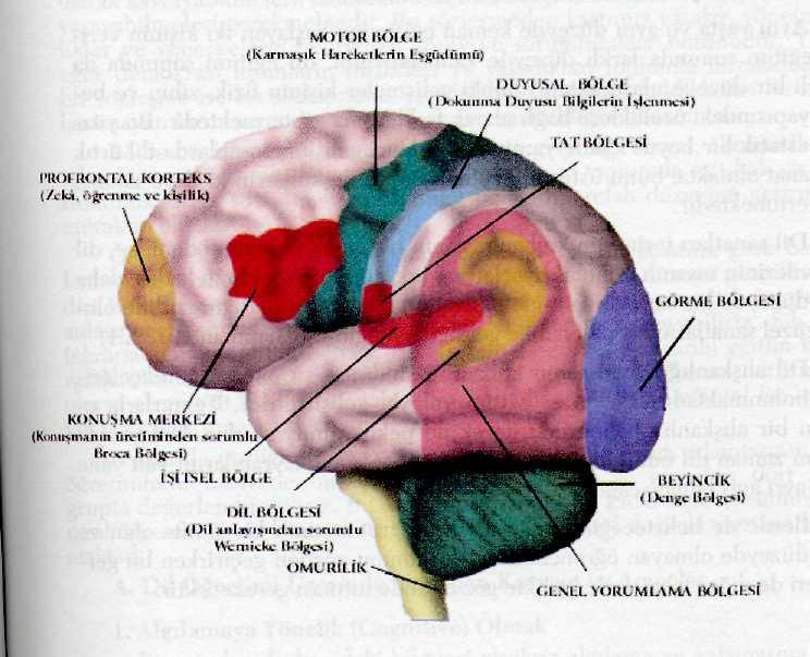 13 açıklanması açısından önemli görülmektedir. AĢağıdaki tabloda beynin yapısı görsel olarak sunulmaktadır. ġekil 1.1.1.2.1: Ġnsan Beyninin Yapısı (Bilim ve Teknik, S.