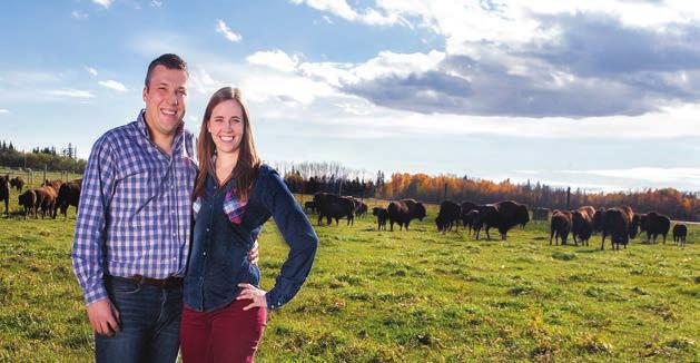 LACOMBE ALBERTA DA KANADA BİZON MERASINDAN ROGER VE KATELYN. TAZE ÇİFTLİK BİZONUNUN GÜVENİLİR TEDARİKÇİLERİ.