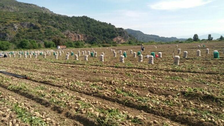 ARAZİ ÇALIŞMALARI PATATESTE EŞSİZ VERİM!