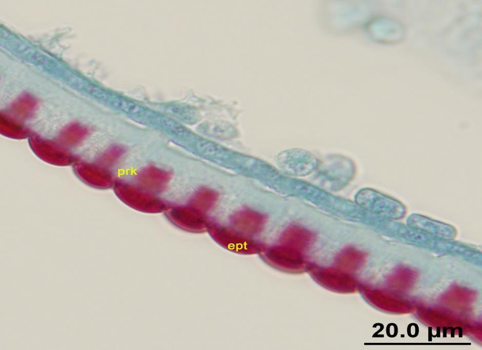 mellonella larvasının görünümü. Şekil 4.2.