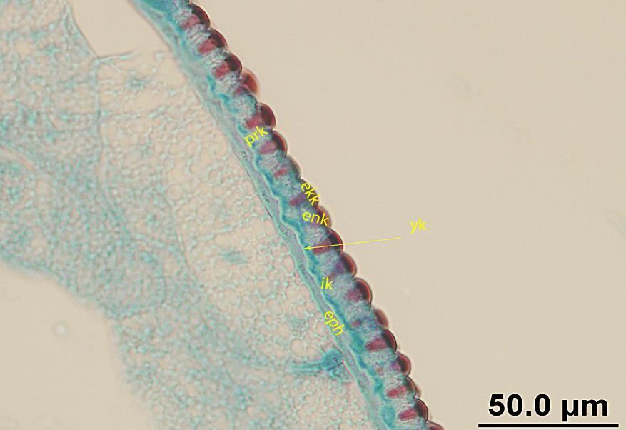 görülmekte (Hematoksilen Eozin, >50 µm). Şekil 4.6.