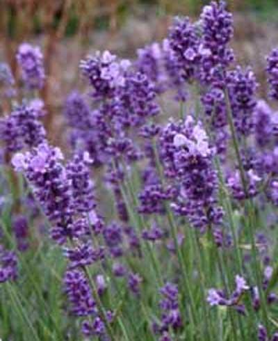 Lavandula