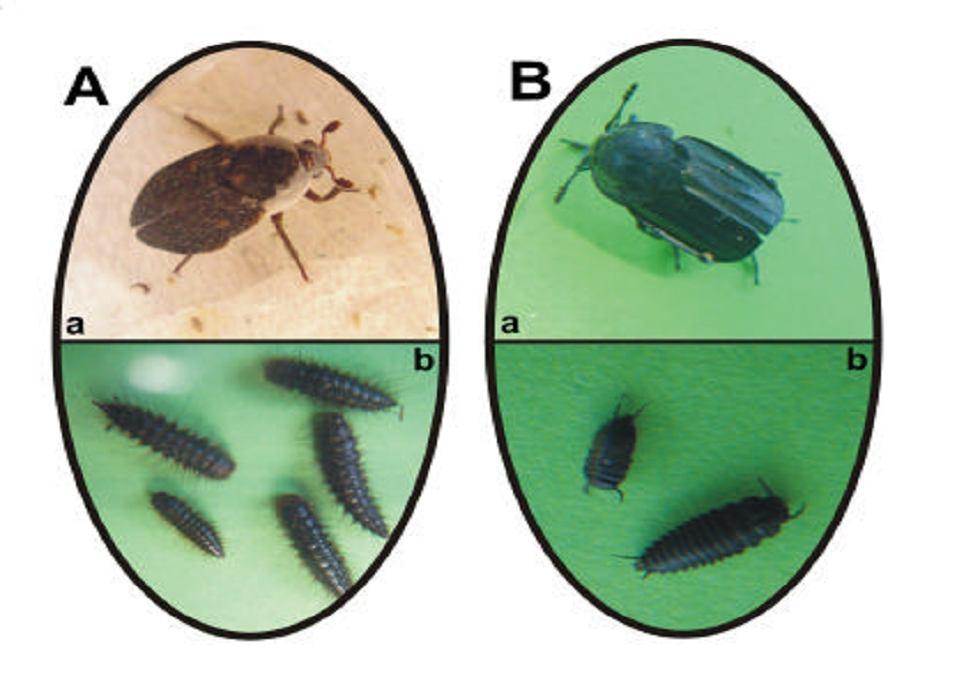 26 1.6.2. Cesetlere Gelen İkinci Grup Böcekler Bu gruptaki böcekler Coleoptera ordosundandır. Bozulma sürecinde cesette meydana gelen yağlı maddelere gelirler. (Anderson, 1996) http://etd.uovs.ac.