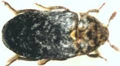 Bu isim, larvalarının yağlı maddelerin içinde gelişmesinden kaynaklanır. Ön kanatları uzun üçgen şeklinde, arka kanatları yuvarlaktır. Larvaları beyaz renktedir.