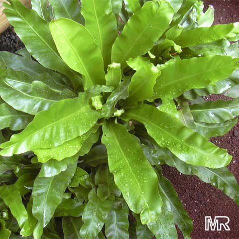 Asplenium