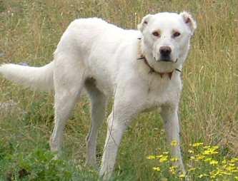 1.5.2 Türk Akbaş Çoban Köpeği Başlıca yayılma alanı, Eskişehir, Kütahya, Afyon, Konya, Tuz Gölü ve Ankara arasında kalan bölgedir.