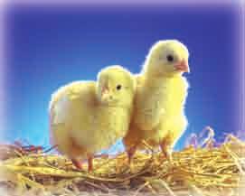 10. Bir kümesteki tavuklardan biri 9 yumurtayla kuluçkaya yat yor. 21 gün sonra 7 civciv ç k yor. Civcivlerin her biri 65 gramd r. a. Civcivler toplam kaç gramd r? b. Yumurtalar n tamam ndan civciv ç ksayd civcivler toplam kaç gram olurdu?