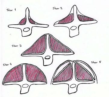 Kuzulama döneminde arzulanan ideal VKS 3,0-3,5. Kuzulamada 2.