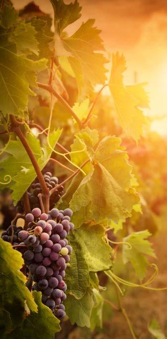 Doğal Fermante Üzüm Sirkesi Naturally Fermented Grape Vinegar Abidin Şenol Üzüm Sirkesi Ege bölgesi üzümlerinden, 100% Doğal fermentasyon yöntemi kullanılarak üretilmiştir.