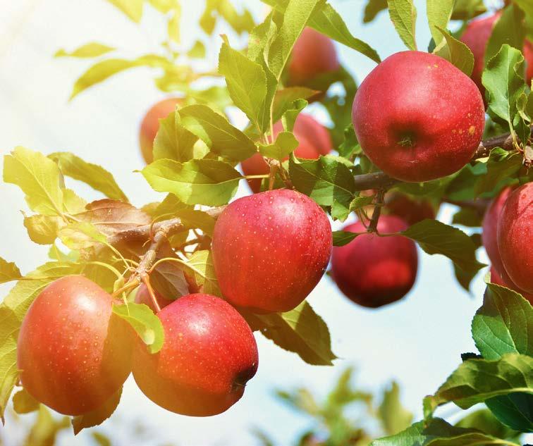 Doğal Fermente Elma Sirkesi Naturally Fermented Apple Vinegar Abidin Şenol Elma sirkesi Amasya bölgesi elmalarından 100% Doğal fermentasyon yöntemi kullanılarak üretilmiştir.