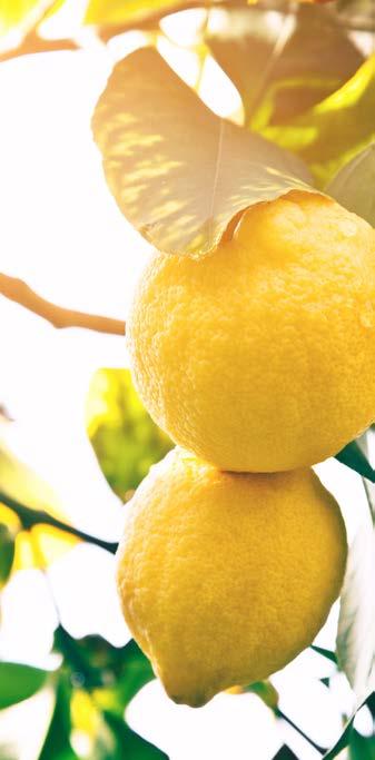 Limon Sosu Lemon Sauce Abidin Şenol Limon Sosu, yüksek üretim standartlarında el değmeden, yoğun limon konsantresi kullanılarak, gerçek taze limon tadında üretilmiş bir lezzet olup her türlü yemek,