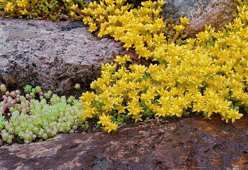 Sedum (Dam