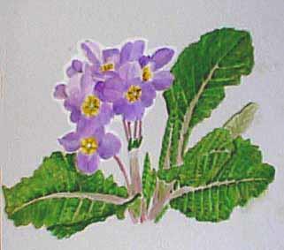 Primula (Çuha