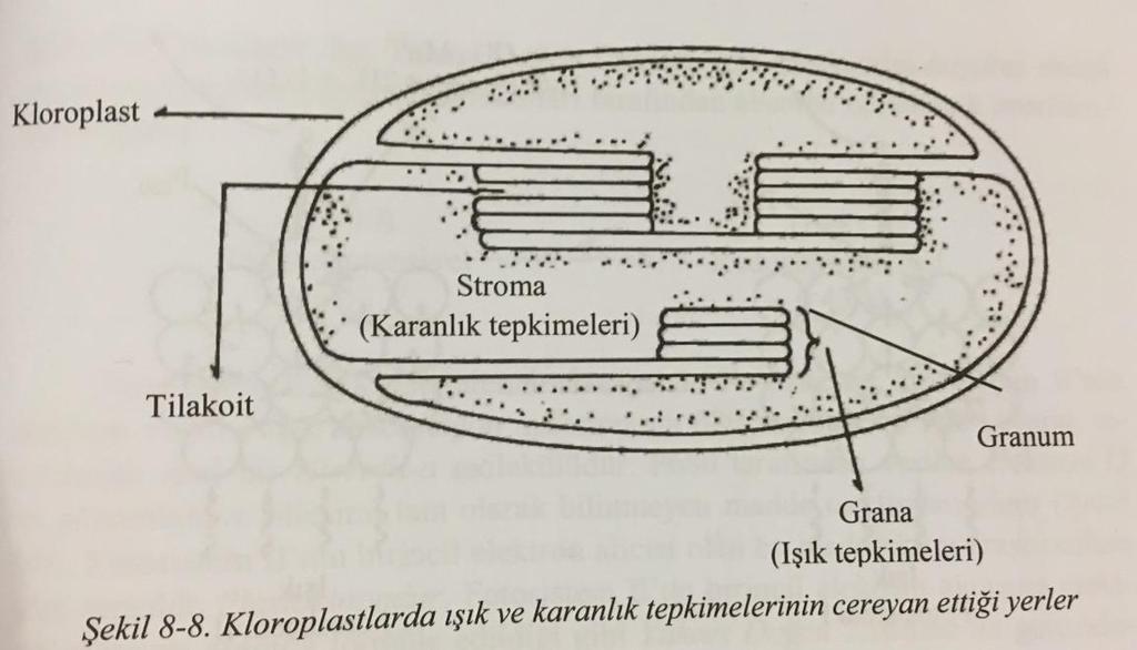 IŞIK TEPKİMELERİ VE ELEKTRON AKTARIMI Fotosentezin ışık tepkimeleri kloroplastlarda bulunan ve sandviç şeklinde üst üste dizilmiş