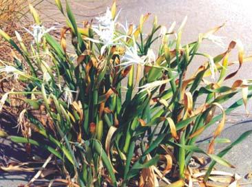 Dunat mbulohen me barin e plazheve (Ammophila arenaria), gjithashtu bimë e kërcënuar dhe sot e përfshirë në Listën e Kuqe të Florës së mbrojtur në Shqipëri.