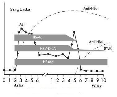İnaktif HBV taşıyıcılarının üçte birinde HBeAg reversiyonu olmadan kronik hepatit gelişebilir. Bu faz HBeAg negatif kronik hepatit fazıdır.