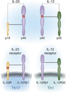 IL-23 and IL-12 and their cytokine receptors Andrew Blauvelt J Invest