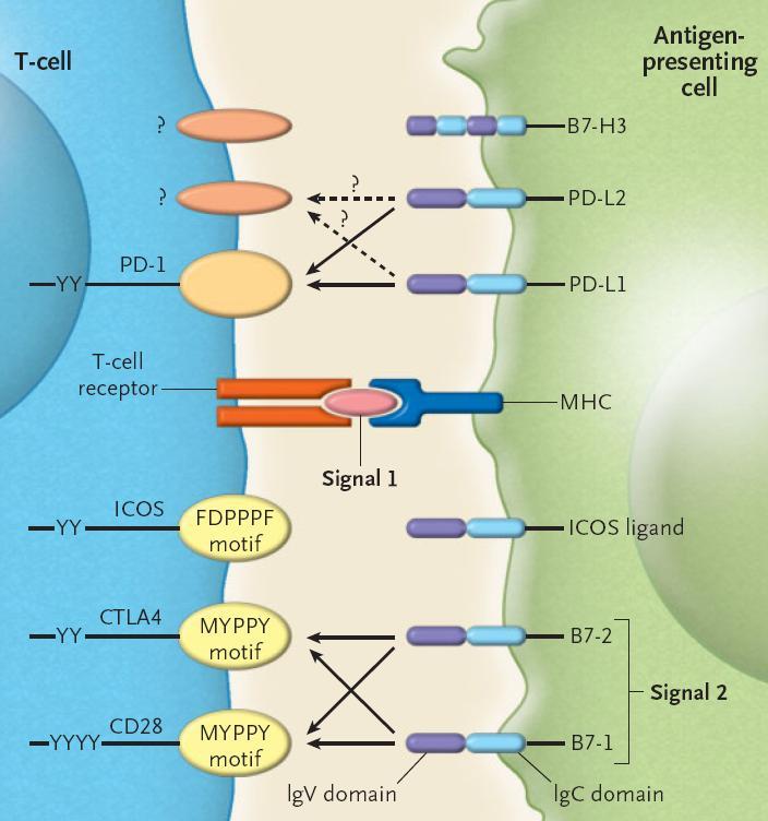 The Two-Signal Hypothesis Signal 1: MHC interacts with the TCR Signal 2: B7-1 (CD80) interacts CD28 B7-2 (CD86) interacts CTLA4 (CD152) CD28 and CTLA4 share common