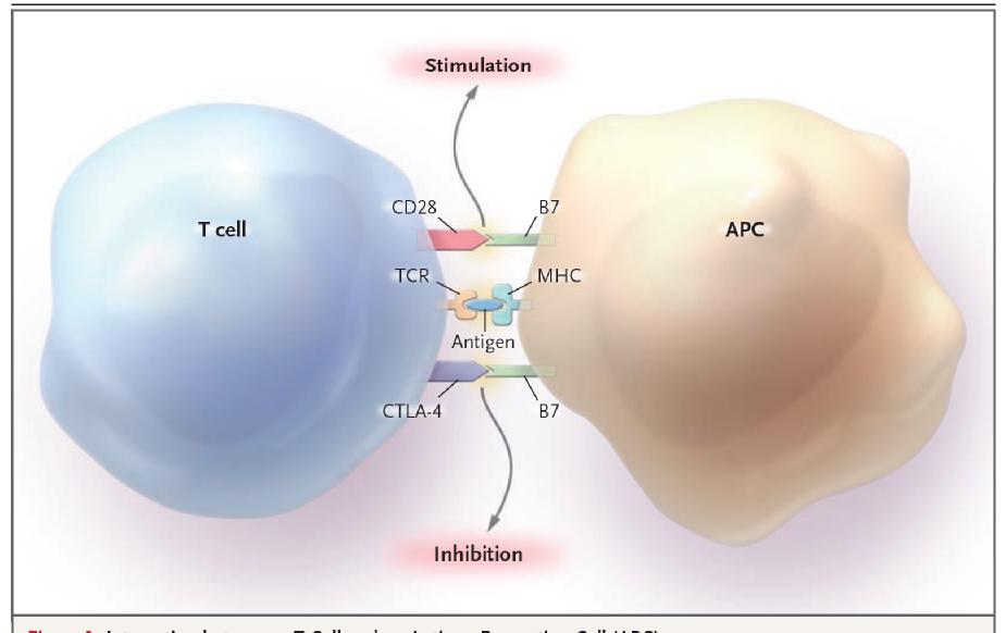 Interaction between a T Cell and an APC