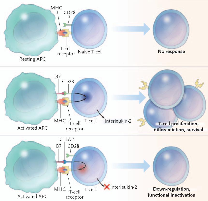 Resting APCs express few or no B7 and fail to activate naive T cells. Arlene H. Sharpe, and Abul K.