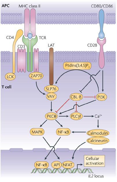 Signal 1 and 2 induce different signalling pathways TCR engagement in the absence of co-stimulation results in the