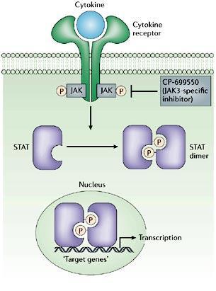 Janus kinase/signal transducer of activated transcription many cytokines activate JAK/STAT (Janus kinase/signal transducer of activated transcription) pathway STATs, become dimers then translocate to