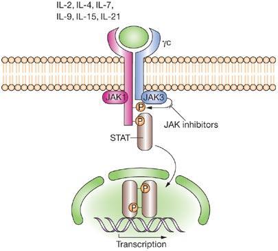 T-cell modulation JAK inhibitors STAT: signal transducer and activator of transcription JAK: Janus kinase Selective JAK inhibitors are promising but long-term safety