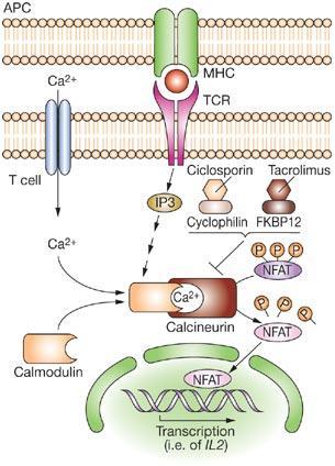 Mechanism of action of ciclosporin and tacrolimus Immunophilins: cyclophilin and FKBP12 Calcineurin: calcium calmodulindependent