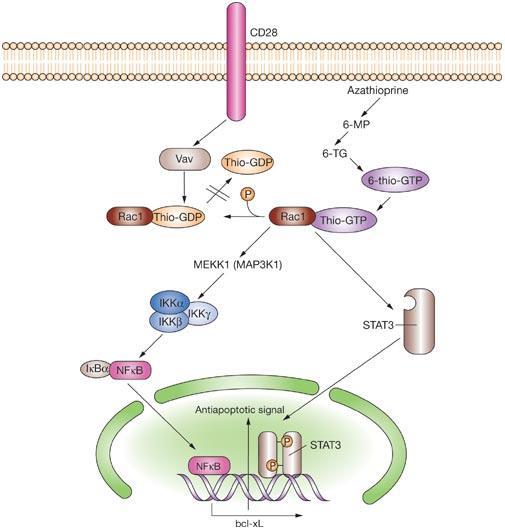 Thio-GTP mediated induction of T-cell apoptosis Vav, (proto-oncogene) guanosine exchange factor 6-MP,