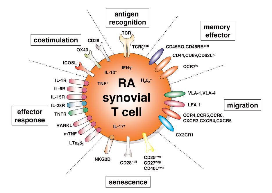 The phenotype of RA synovial T cells