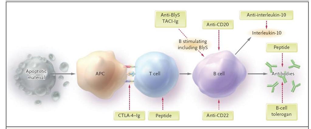 Targeted Therapeutic Approaches in Systemic Lupus