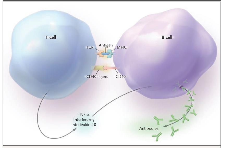 T Cell B Cell Interaction Anisur