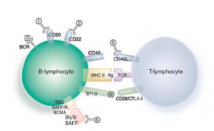 B-lymphocyte-specific therapeutic targets in SLE B-lymphocyte depletion (1) rituximab, (2) epratuzumab; Reduction of dsdna titers, (3) LJP 394/abetimus; Blockade of T-cell