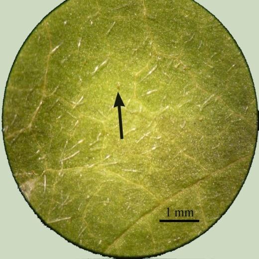 Tüy örtüsü, B. Üst epidermada salgı tüyü Çiçek durumu rasem, 4-10 cm, yatay olarak gelişmiş, eğilmiş, yoğun piloz, 15-50 çiçekli (Şekil 3.12). Pedisel 1-2 mm, yoğun piloz.