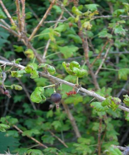 uva-crispa türünün çiçekli (A, Kızılcahamam) ve meyveli dönemdeki (B, Kızılcahamam;