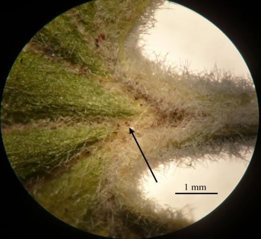 A B Şekil 3.48. R. multiflorum yaprak A. Tüy örtüsü, B. Üst epidermada salgı tüyü Çiçek durumu rasem, 2-7 cm, sarkık, yoğun piloz, 10-50 çiçekli (Şekil 3.49). Pedisel 1-2 mm, yoğun piloz.