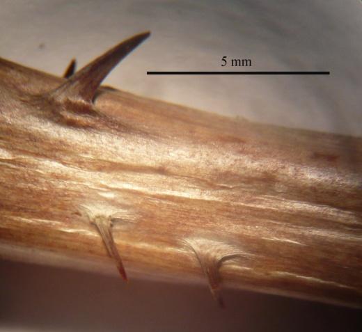 Petiyol 1-2,5 cm, seyrek pubessent ve salgı tüylü. A B Şekil 3.56. R. anatolica A. Yaprakta ö. Örtü tüyü, s. Salgı tüyü; B.