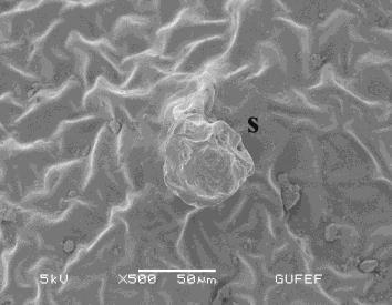 Işık mikroskobunda üst epiderma ve örtü tüyü; B. Üst epiderma yüzeyel kesit çizim; C.