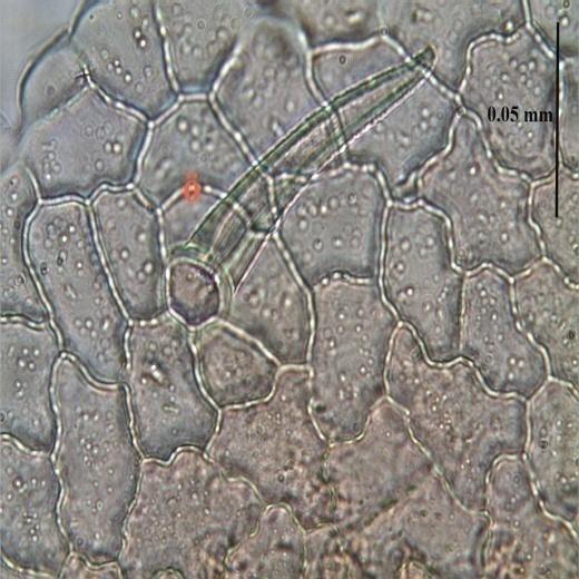 262 3.3.8.2. Yaprak Üst epiderma Yüzeyel Kesit Düzensiz şekilli ve dalgalı hücrelerden oluşmuştur.