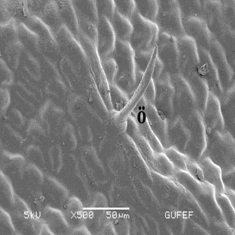 anatolica yaprak üst epiderma: A. Işık mikroskobunda üst epiderma; B. Üst epiderma yüzeyel kesit çizim; C.
