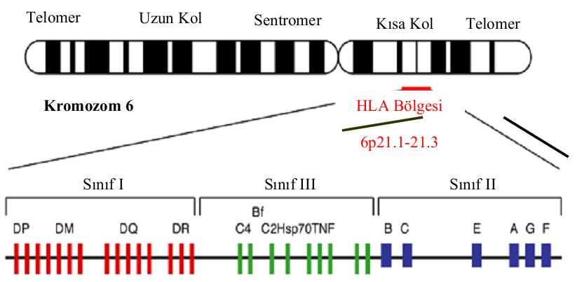 2.2.3. HLA antijen sistemi Majör Doku Uyuşum Kompleksi tüm omurgalıların genomunda yer alan, en yüksek polimorfizme sahip olan ve evrim süresince en iyi korunmuş bölgelerden biridir.