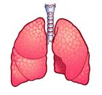 Maksimal Aerobik Güç (VO 2 max) Bu kapasite: Kalp, akciğerler ve kanın oksijeni çalışan kaslara